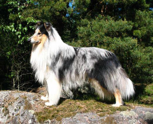 "Oddie"